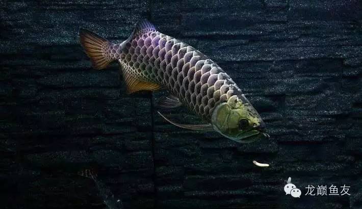 养龙三件事,养龙第七阶段怎么玩