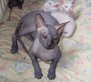 最便宜的宠物猫咪品种图片及价格,哪个品种的猫咪性格最好最温顺