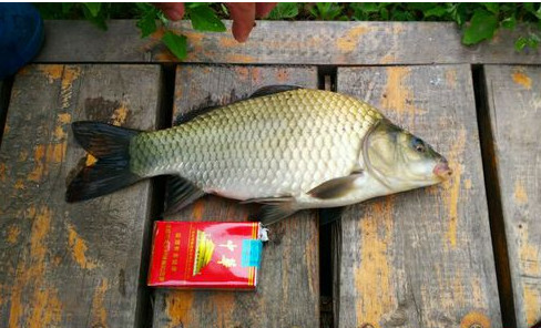 野钓真过瘾一下午钓了14条大鲫鱼,野钓大鲫鱼看着也太过瘾了