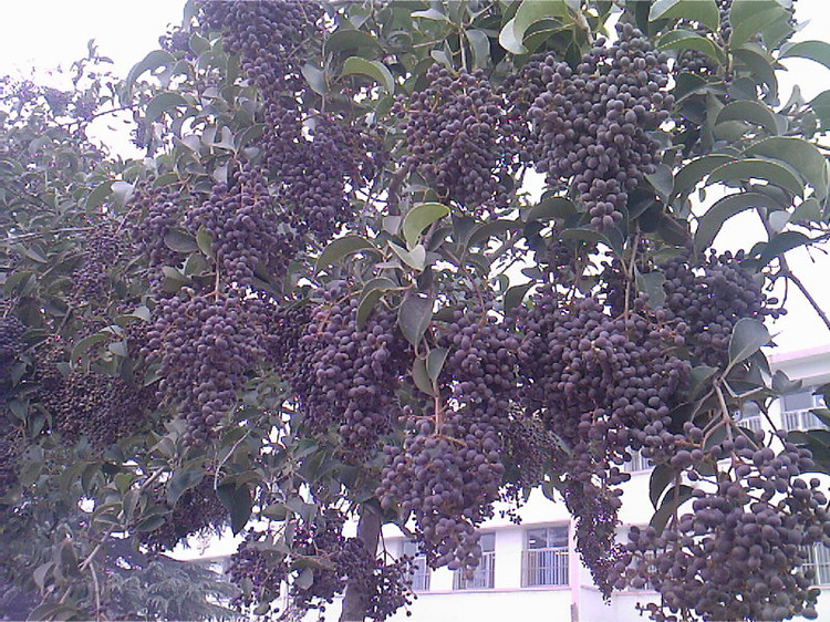 在农村看见这种植物别错过了,农村见到这种野菜切记只摘叶子