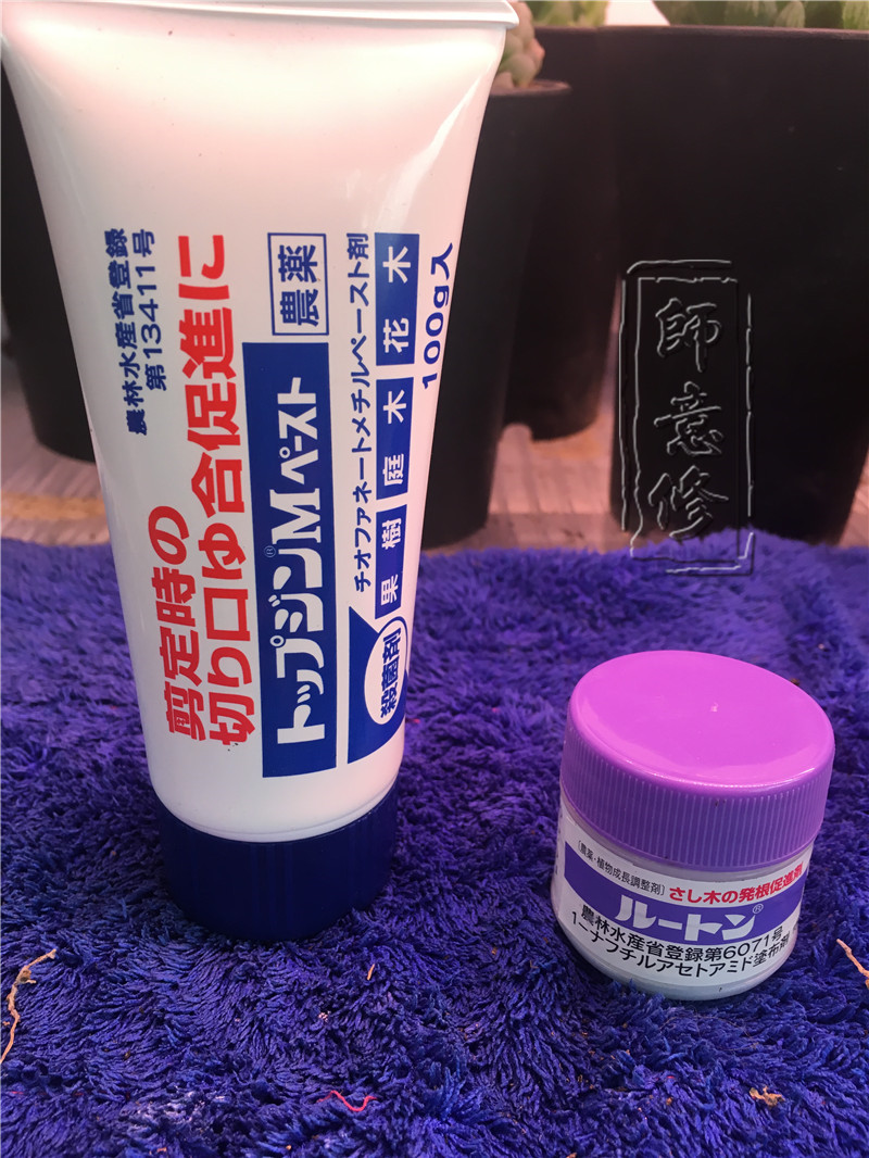 十二卷扦插方法,十二卷叶插教学