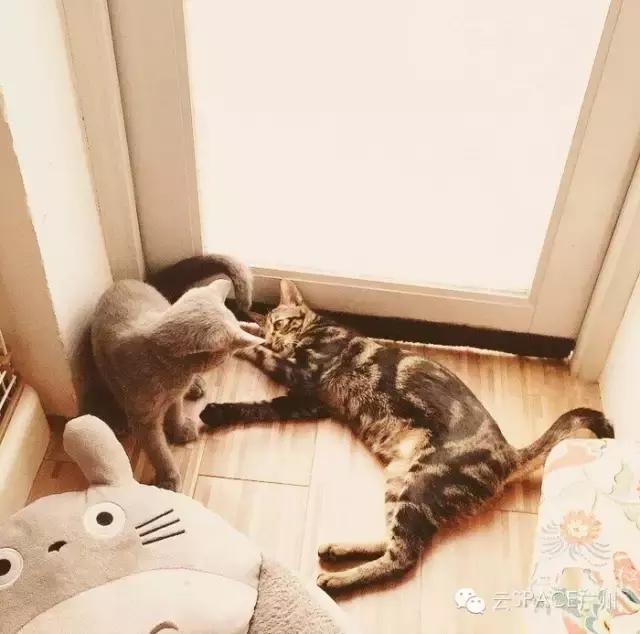 喵星人咖啡厅，治愈你疲惫的心！