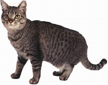 最便宜的宠物猫咪品种图片及价格,哪个品种的猫咪性格最好最温顺