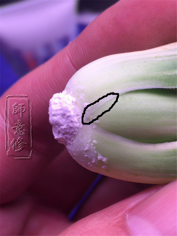 十二卷扦插方法,十二卷叶插教学