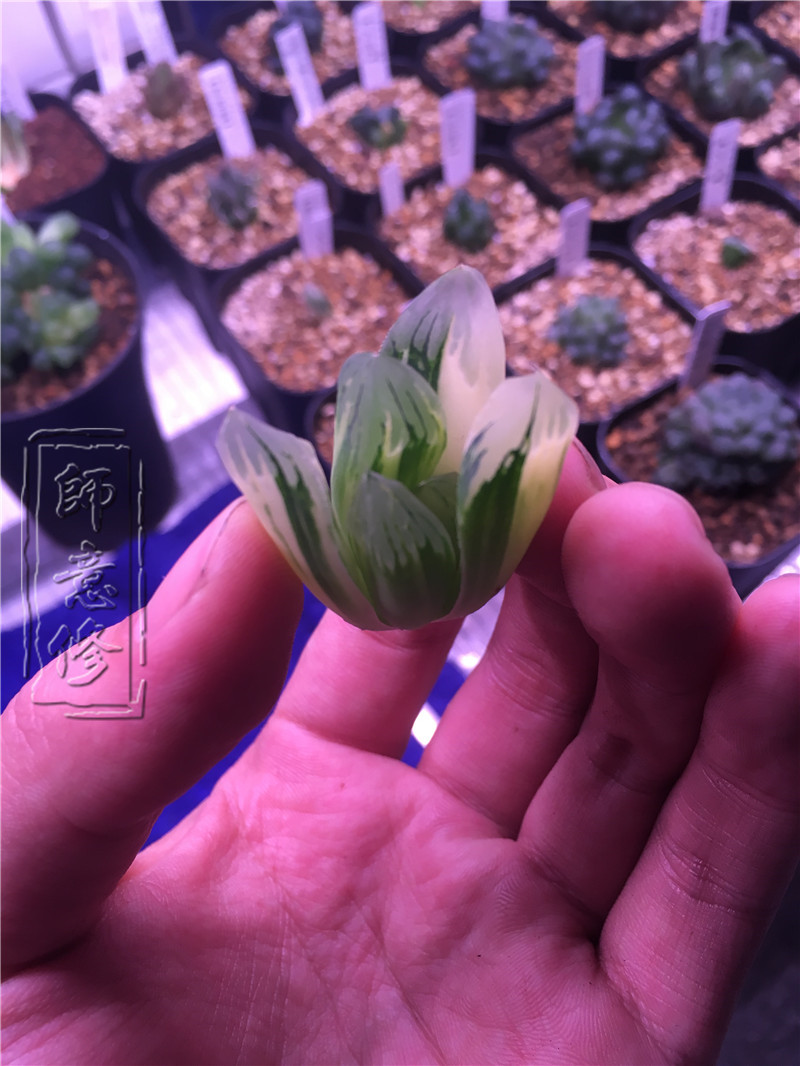 十二卷扦插方法,十二卷叶插教学