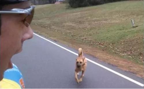 自行车骑行西藏遇狗,骑车被狗追怎么办