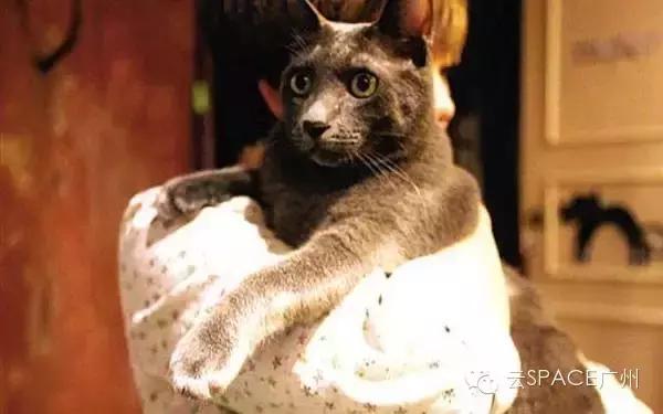 喵星人咖啡厅，治愈你疲惫的心！