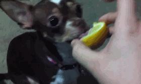 狗狗被主人吃柠檬,强迫狗狗吃柠檬了会怎样