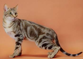 最便宜的宠物猫咪品种图片及价格,哪个品种的猫咪性格最好最温顺