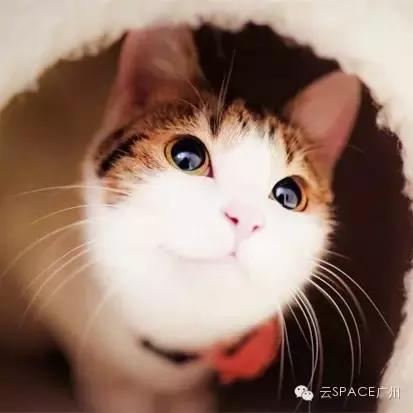 喵星人咖啡厅，治愈你疲惫的心！