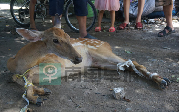 宾利司机捅伤人,宾利车主捅宝马车主后续