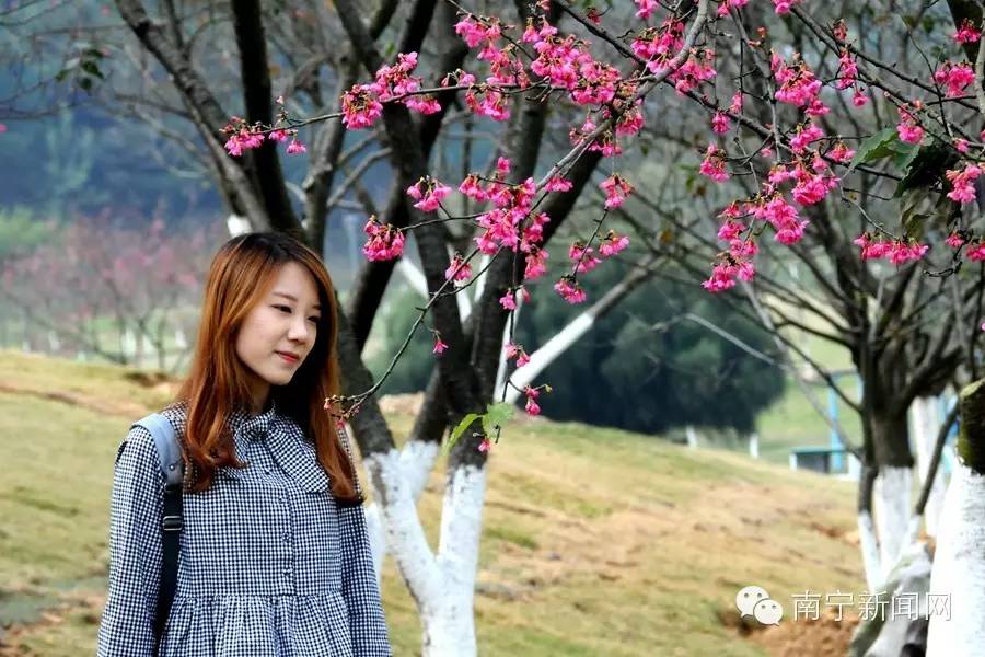 南宁哪里有假樱花,南宁樱花还有吗