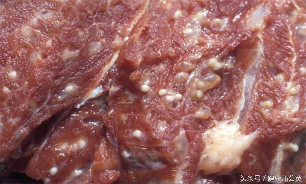 米猪肉吃了一点会有危害吗,米猪肉能不能吃
