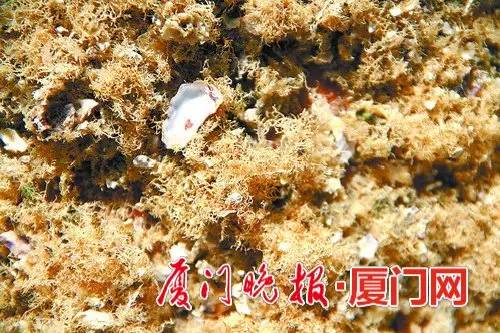 阳西潮汕石花冻是什么做的,石花冻怎么制作