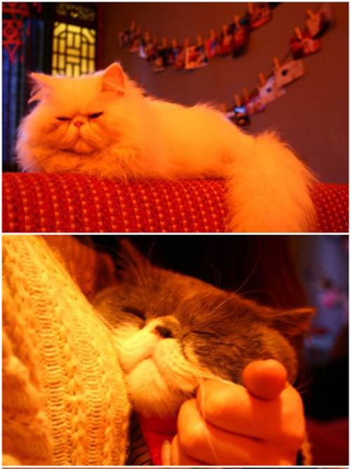 重庆是很有文艺气息的地方 (重庆文艺打卡圣地在哪里)