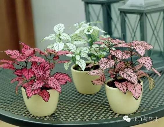 叶子斑斓的植物有哪些,叶子紫色有斑点植物