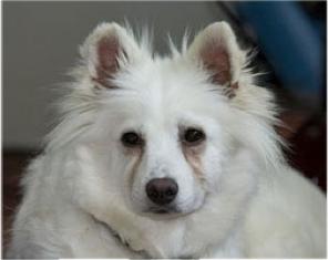 小狗狗流泪发出呜呜声音,小狗狗眼睛红肿流泪怎么办