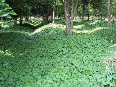 乡间常见的植物活血丹 (活血丹草药能治什么病虫)