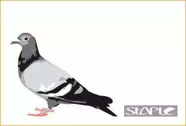 OG+让你从此告别苦逼的海淘路!