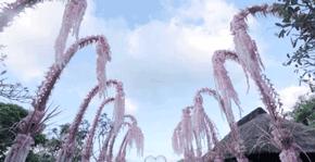 情人节送花清明节也送花,情人节送花还送礼物不