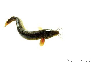 盗汗怎么治疗小儿,小儿盗汗的最有效食疗方法