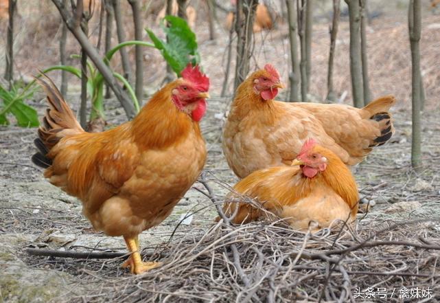 禽流感病毒怎么治疗,鸡病毒病特效药