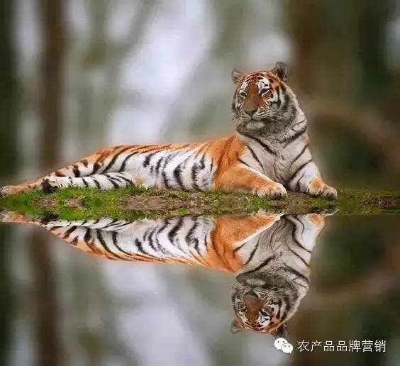 专业生鲜电商,当当、国美和苏宁喊你一起折腾!