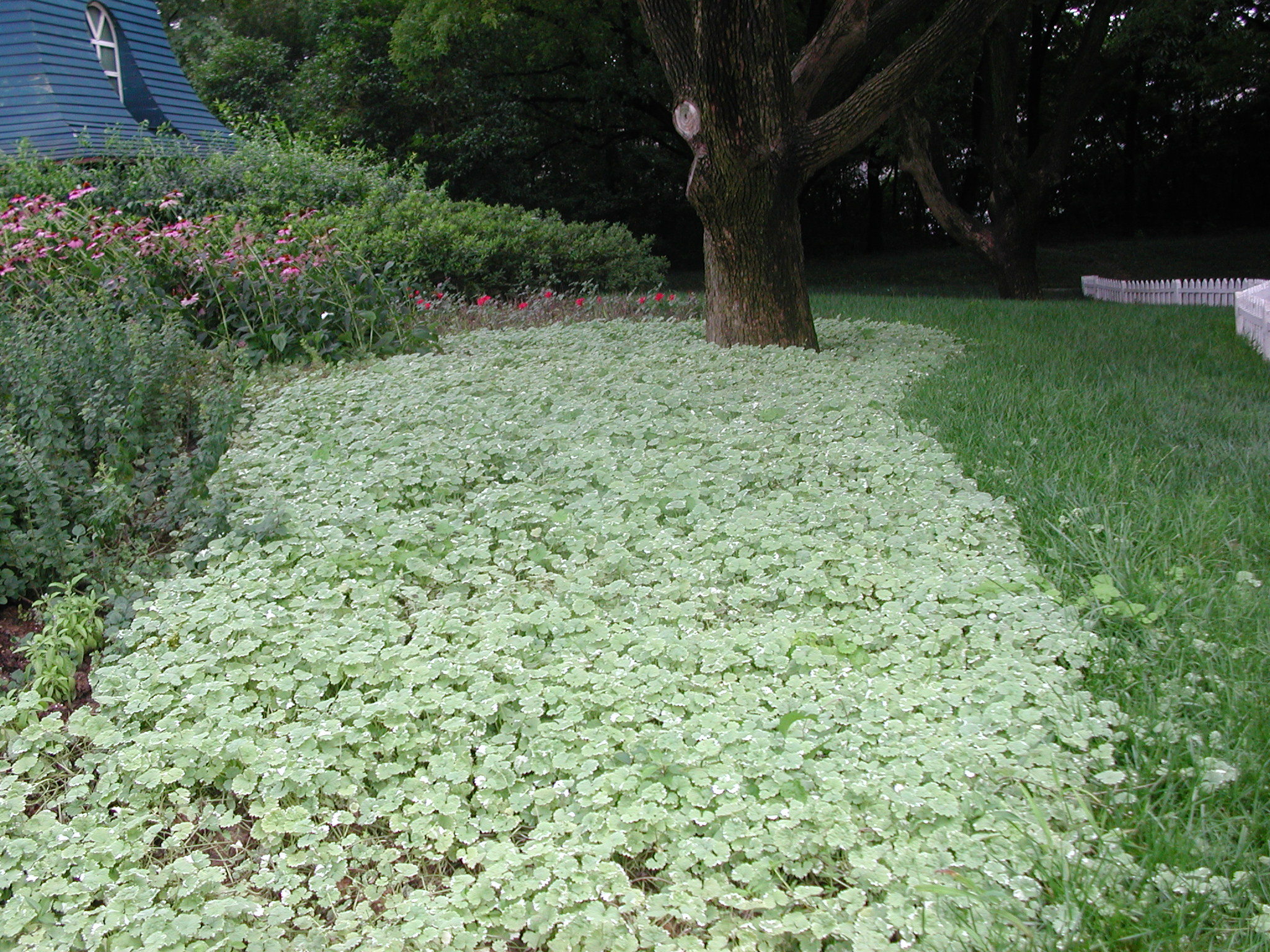 大叶活血丹 (乡间常见的植物活血丹)