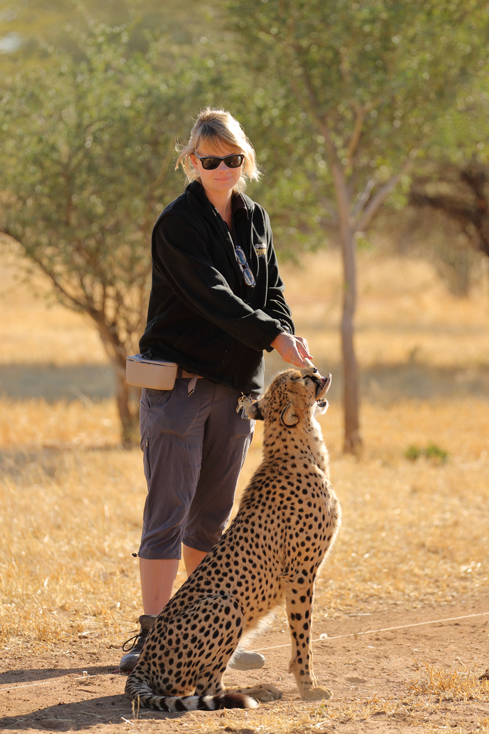 猎豹狂奔与狮子对敌,猎豹奔跑高清震撼视频