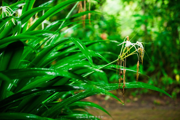 西双版纳住哪个傣族园舒服,西双版纳傣族园玩什么
