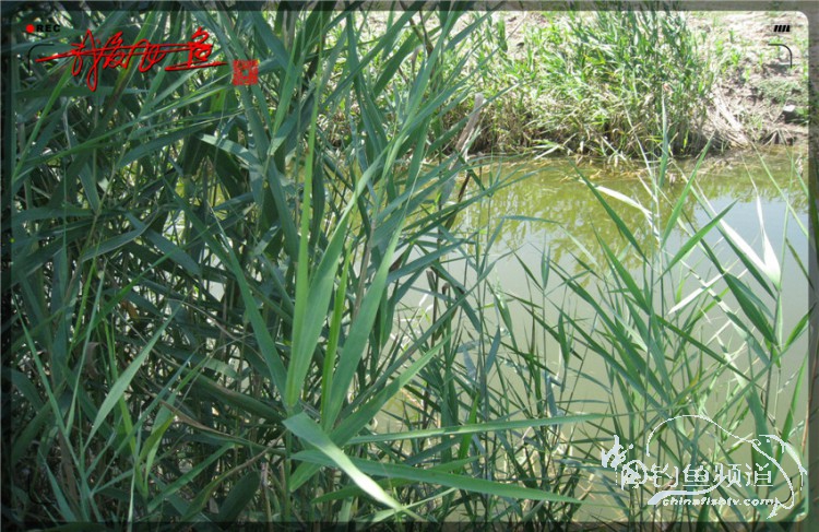 户外野钓小河沟七星鱼,鲫鱼野钓小河沟