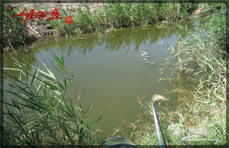 户外野钓小河沟七星鱼,鲫鱼野钓小河沟