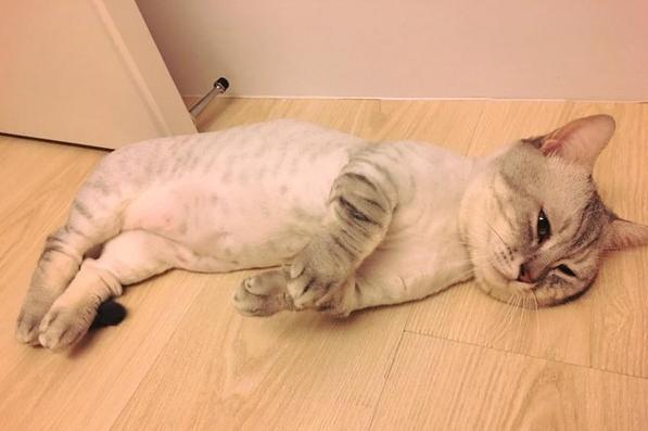 被强迫全裸的猫咪，大腿照外流，露出生无可恋的眼神