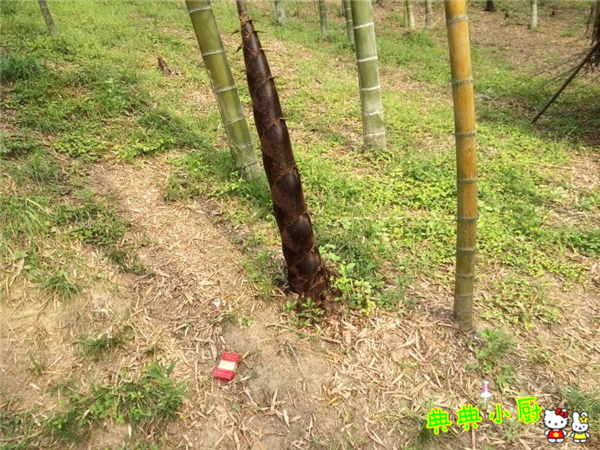 新鲜的小竹笋拿来怎么炒好吃,竹笋烧肉怎么烧才好吃