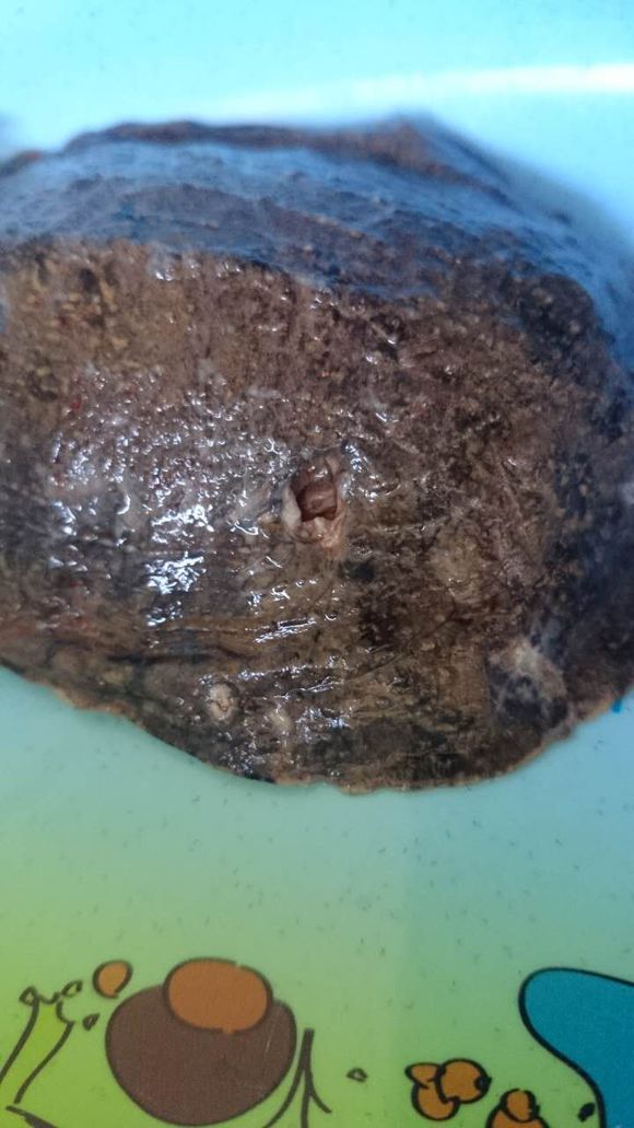 带回家一只小王八，身上有好多洞洞，媳妇看到都哭了