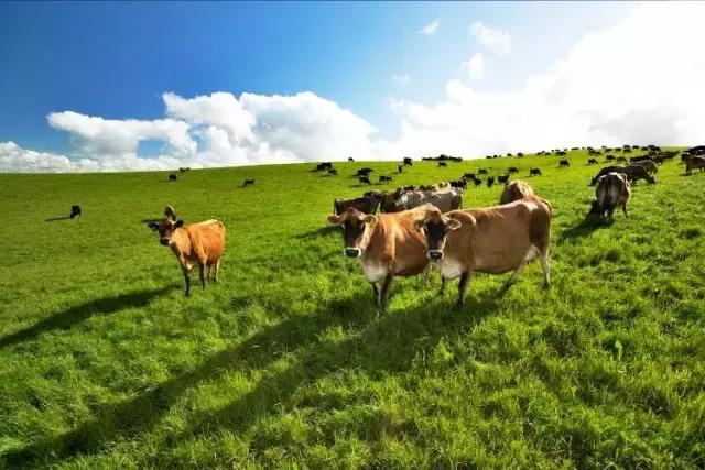 香港哪款奶粉值得购买,香港奶粉购买视频