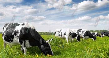 澳洲爱他美和澳洲a2奶粉测评,澳洲版a2奶粉比爱他美