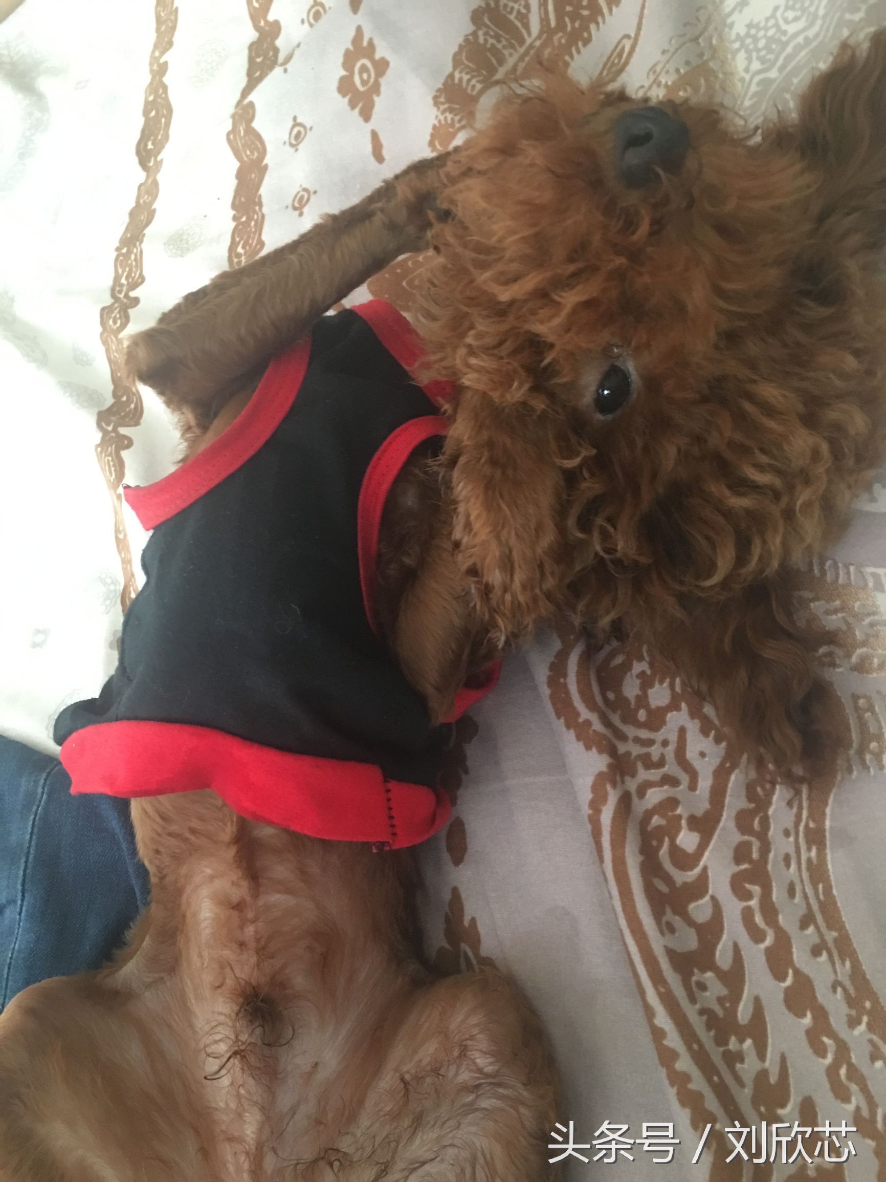 泰迪性格文静,怎么把泰迪训温顺