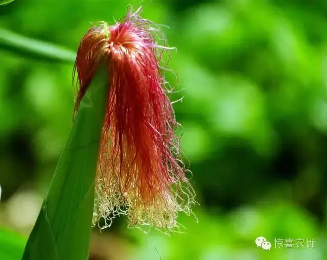 龙须存在吗,传说中的龙叫什么