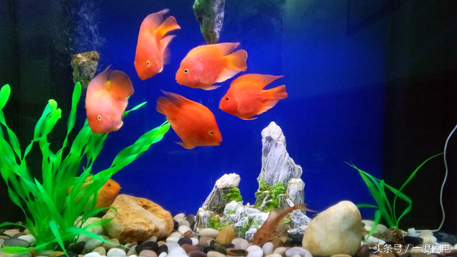 閰锋瘮max5鍙傛暟,閰锋瘮max5鎬ц兘