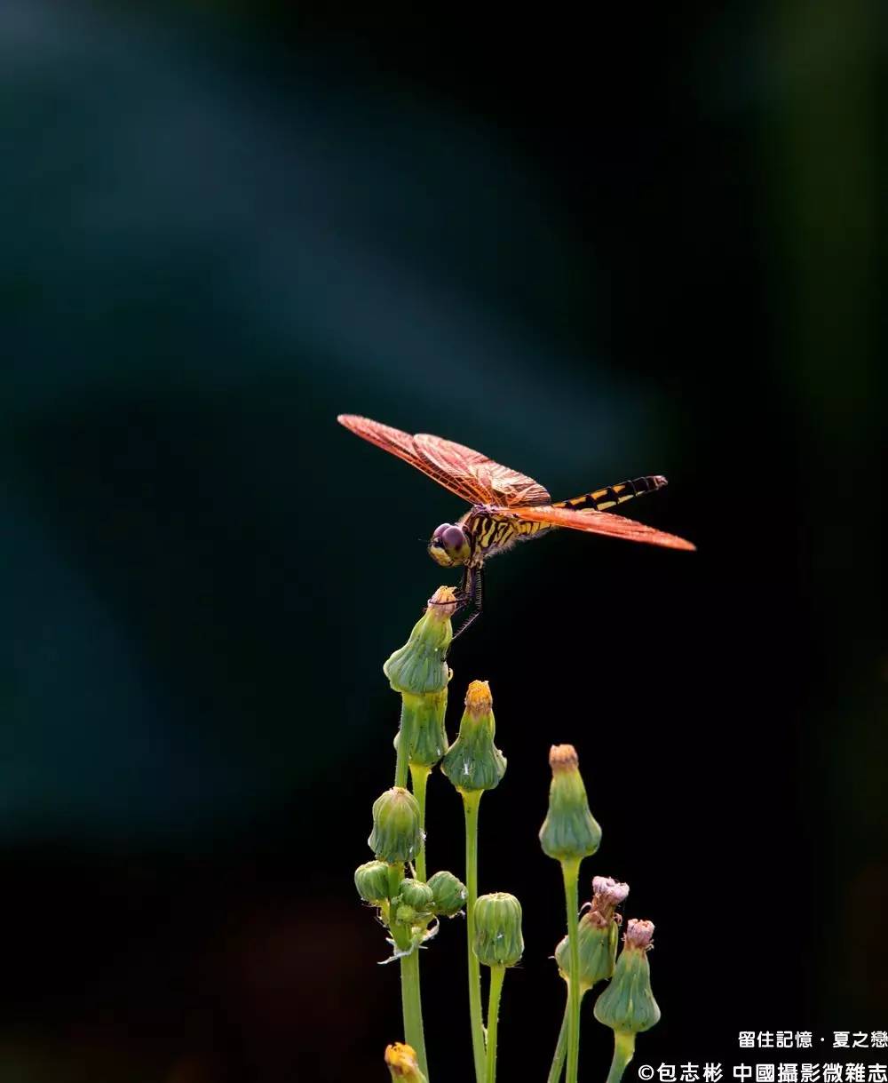 夏之恋完整版,夏之恋完整版免费阅读