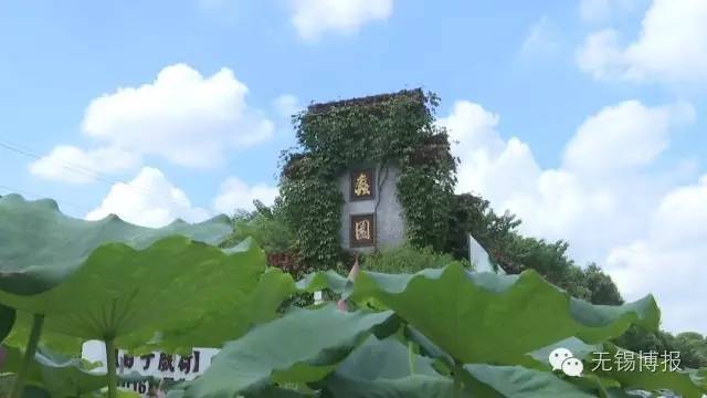 小话梅的盛夏游记蠡园：美好的地方总会发生美好的故事