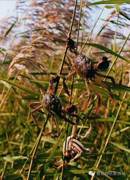 滨海湿地,曹妃甸湿地文化旅游度假区