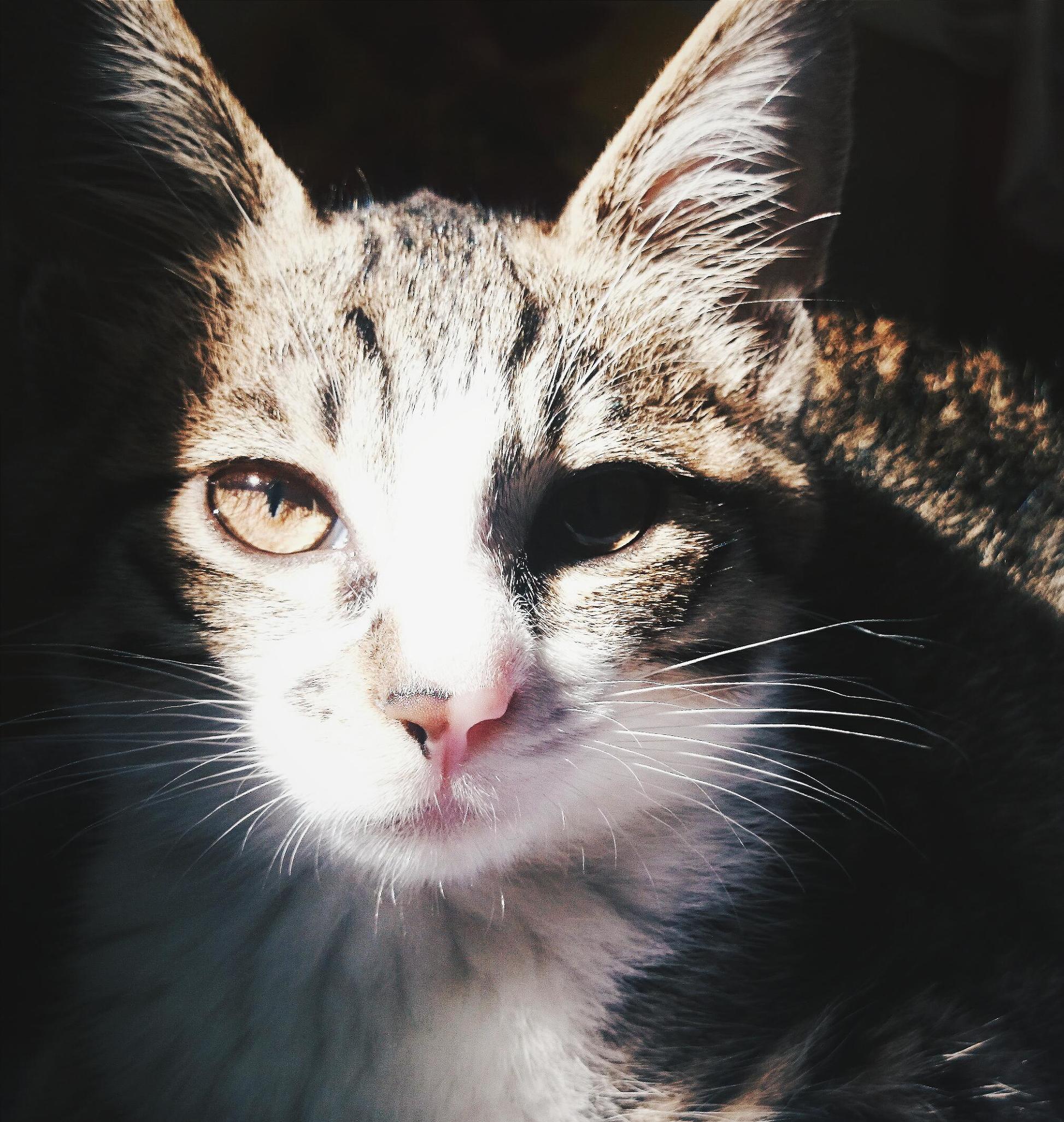 宠物大头照特效,宠物大头头像