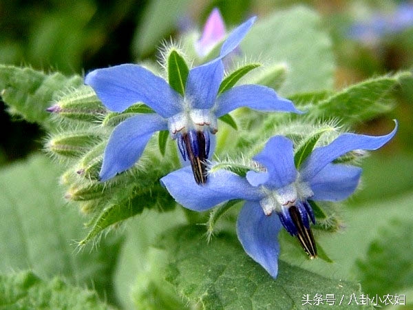 防虫植物和蔬菜,哪些植物可以和鱼共生