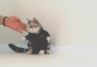 阅狗无数，看铲屎官摄影师如何用宠物来“撩妹”