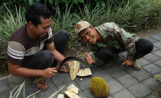 268元可以在巴厘岛landih买多少真正的猫屎咖啡豆？