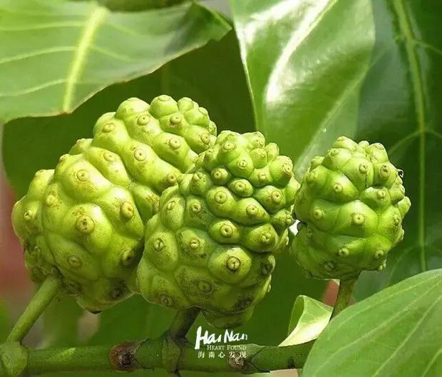 海南特产椰奶清补凉12罐86元包邮 (淘宝上的海南特产比实体店便宜)