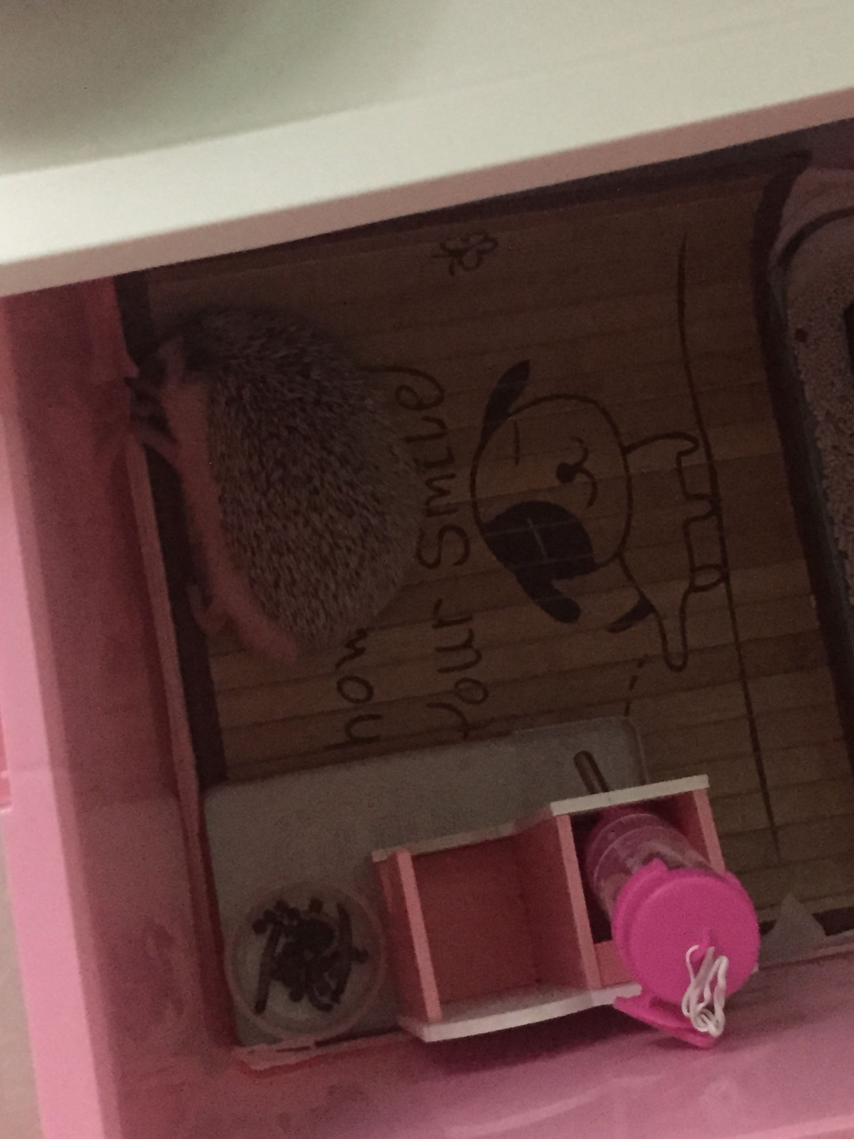 我家非洲迷你刺猬土豆的106天胖萌日记