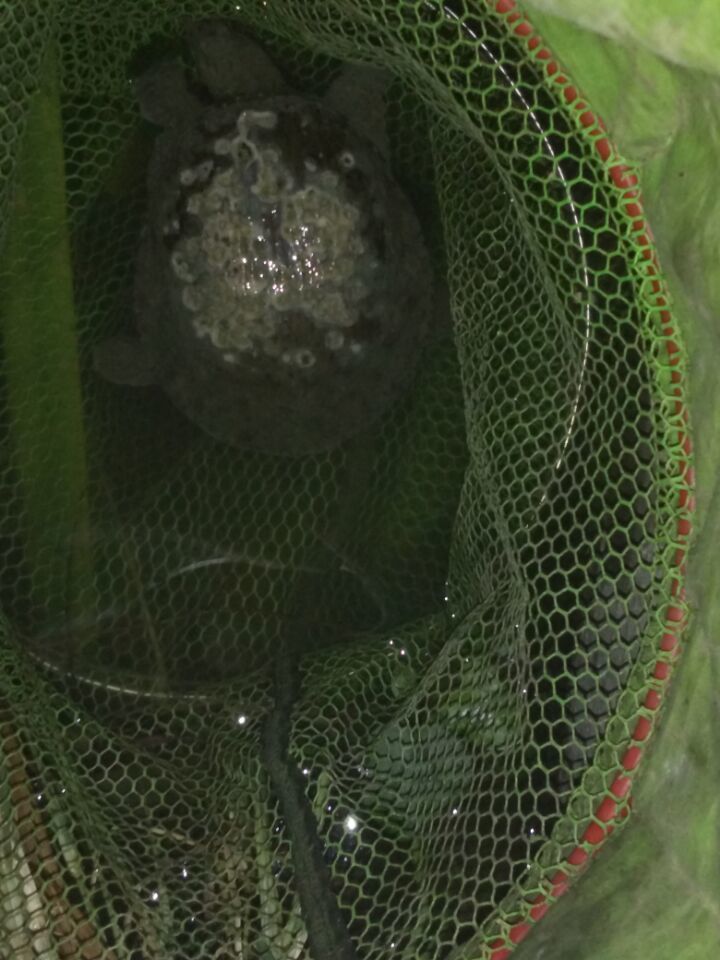 钓了一只鳖要放生吗,钓了一只野生甲鱼